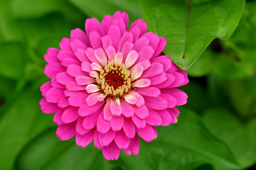 757522 (a): :2500x1660